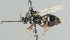  ( - MZH_GQ.6685)  @11 [ ] by-nc (2023) Simo Vaananen Luomus