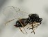  (Sarothrus tibialis - MZH_GQ.6696)  @11 [ ] by-nc (2023) Simo Vaananen Luomus