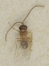  (Trimorus ephippium - MZH_GQ.6883)  @11 [ ] by-nc (2024) Simo Vaananen Luomus
