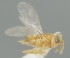  (Aphycus sumavicus - MZH_GQ.6984)  @11 [ ] by-nc (2024) Simo Vaananen Luomus
