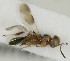  (Cheiloneurus elegans - MZH_GQ.7002)  @11 [ ] by-nc (2024) Simo Vaananen Luomus
