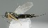  ( - MZH_GQ.7012)  @11 [ ] by-nc (2024) Simo Vaananen Luomus