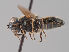  (Cheilosia ingerae - MZH_GV.23643)  @11 [ ] by-nc (2021) Marko Mutanen University of Oulu