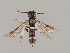  (Allantus calliblepharus - MZH_KZ.7682)  @11 [ ] CreativeCommons - Attribution Non-Commercial (2018) Marko Mutanen University of Oulu