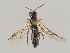  (Allantus cingillipes - MZH_KZ.7683)  @11 [ ] CreativeCommons - Attribution Non-Commercial (2018) Marko Mutanen University of Oulu