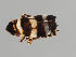  (Planaphrodes bifasciata - MZH_NG.126)  @11 [ ] by-nc (2018) Marko Mutanen University of Oulu