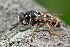  ( - MZH_NG.174)  @11 [ ] by-nc (2021) Miikka Friman Unspecified