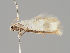  (Elachista laurii - MZH_NG.540)  @11 [ ] by-nc (2018) Marko Mutanen University of Oulu
