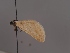  (Lithostege pallescens - Mtah475)  @11 [ ] by-nc (2022) Marko Tähtinen Unspecified