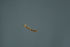  ( - MZH_NG.878)  @11 [ ] by-nc (2021) Marko Mutanen University of Oulu
