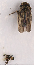 ( - NH.1098)  @11 [ ] by-nc (2022) Erkka Laine University of Oulu