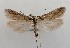  (Deuterotinea - NH.1334)  @11 [ ] by-nc (2022) Jari-Pekka Kaitila Lepidopterological Society of Finland