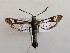  ( - NH.1338)  @11 [ ] by-nc (2022) Jari-Pekka Kaitila Lepidopterological Society of Finland
