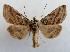  ( - NH.1354)  @11 [ ] by-nc (2022) Jari-Pekka Kaitila Lepidopterological Society of Finland