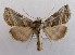  ( - NH.1358)  @11 [ ] by-nc (2022) Jari-Pekka Kaitila Lepidopterological Society of Finland