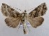  ( - NH.1359)  @11 [ ] by-nc (2022) Jari-Pekka Kaitila Lepidopterological Society of Finland