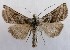  ( - NH.1360)  @11 [ ] by-nc (2022) Jari-Pekka Kaitila Lepidopterological Society of Finland