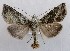  ( - NH.1361)  @11 [ ] by-nc (2022) Jari-Pekka Kaitila Lepidopterological Society of Finland
