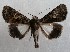  ( - NH.1396)  @13 [ ] by-nc (2022) Jari-Pekka Kaitila Lepidopterological Society of Finland
