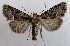  ( - NH.1414)  @11 [ ] by-nc (2022) Jari-Pekka Kaitila Lepidopterological Society of Finland