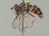 ( - NH.195)  @11 [ ] by-nc (2018) Marko Mutanen University of Oulu