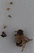  (Javesella discolor - NH.2245)  @11 [ ] by-nc (2023) Marijke Iso-Kokkila Finnish Museum of Natural History
