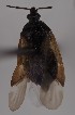  ( - NH.2248)  @11 [ ] by-nc (2023) Marijke Iso-Kokkila Finnish Museum of Natural History