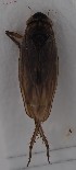  (Macrosteles cyane - NH.2289)  @11 [ ] by-nc (2023) Marijke Iso-Kokkila Finnish Museum of Natural History
