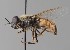  (Odontomyia microleon - NH.42)  @11 [ ] by-nc (2018) Marko Mutanen University of Oulu