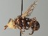  (Myopa fasciata - NH.84)  @11 [ ] by-nc (2018) Marko Mutanen University of Oulu