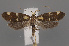  ( - NH.980)  @11 [ ] by-nc (2022) Anssi Vahatalo Luomus