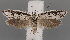  ( - NH.982)  @11 [ ] by-nc (2022) Anssi Vahatalo Luomus