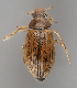  (Berosus fulvus - NJ.276)  @11 [ ] by-nc (2024) Erkka Laine University of Oulu