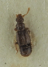  (Bibloplectus spinosus - NJ.454)  @11 [ ] by-nc (2025) Erkka Laine Luomus