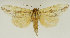  (Saliocleta seacona - NM002)  @11 [ ] CreativeCommons - Attribution Non-Commercial (2017) Marko Mutanen University of Oulu