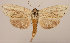  (Saliocleta neogena - NM003)  @11 [ ] CreativeCommons - Attribution Non-Commercial (2017) Marko Mutanen University of Oulu