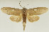  (Saliocleta longipennis - NM009)  @11 [ ] CreativeCommons - Attribution Non-Commercial (2017) Marko Mutanen University of Oulu