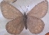  ( - SB-RAS Ulan-Ude Lepidoptera 1)  @11 [ ] CreativeCommons - Attribution Non-Commercial (2015) Marko Mutanen University of Oulu
