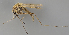  (Aedes cyprius - SWE0039-02)  @11 [ ] by-nc (2024) Erkka Laine University of Oulu