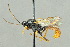  (Stilbops ruficornis - GQ.7694)  @11 [ ] by-nc (2024) Juuso Paappanen University of Oulu