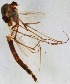  (Glyptotendipes nr. cauliginellus - ZMUO.024235)  @11 [ ] CreativeCommons - Attribution Non-Commercial (2015) Marko Mutanen University of Oulu