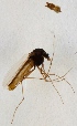  (Hydrobaenus pilipes - ZMUO.024320)  @12 [ ] CreativeCommons - Attribution Non-Commercial (2015) Marko Mutanen University of Oulu