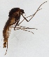  (Procladius imicola - ZMUO.024615)  @12 [ ] CreativeCommons - Attribution Non-Commercial (2015) Marko Mutanen University of Oulu