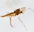  (Psectrocladius sordidellus - ZMUO.024629)  @14 [ ] CreativeCommons - Attribution Non-Commercial (2015) Marko Mutanen University of Oulu