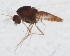  (Thienemanniella minuscula - ZMUO.024878)  @12 [ ] CreativeCommons - Attribution Non-Commercial (2015) Marko Mutanen University of Oulu