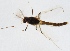  (Cricotopus flavocinctus - ZMUO.025100)  @12 [ ] CreativeCommons - Attribution Non-Commercial (2015) Marko Mutanen University of Oulu