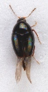  (Scaphisoma subalpinum - ZMUO.025497)  @13 [ ] CreativeCommons - Attribution Non-Commercial (2016) Marko Mutanen University of Oulu