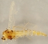  (Orthocladius olivaceus-t - ZMUO.026371)  @11 [ ] CreativeCommons - Attribution Non-Commercial (2016) Marko Mutanen University of Oulu