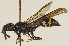  (Symmorphus bifasciatus - ZMUO.029205)  @14 [ ] CreativeCommons - Attribution Non-Commercial (2016) Marko Mutanen University of Oulu