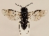  (Caliroa cothurnata - ZMUO.029492)  @13 [ ] CreativeCommons - Attribution Non-Commercial (2017) Marko Mutanen University of Oulu